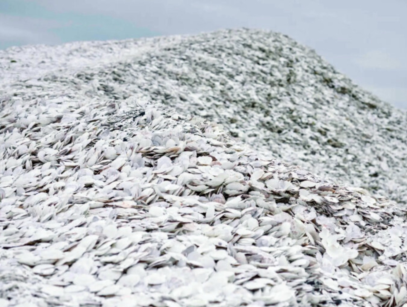 Screen Shot 2023-07-17 at 3.06.47 PM Pile of scallop shells